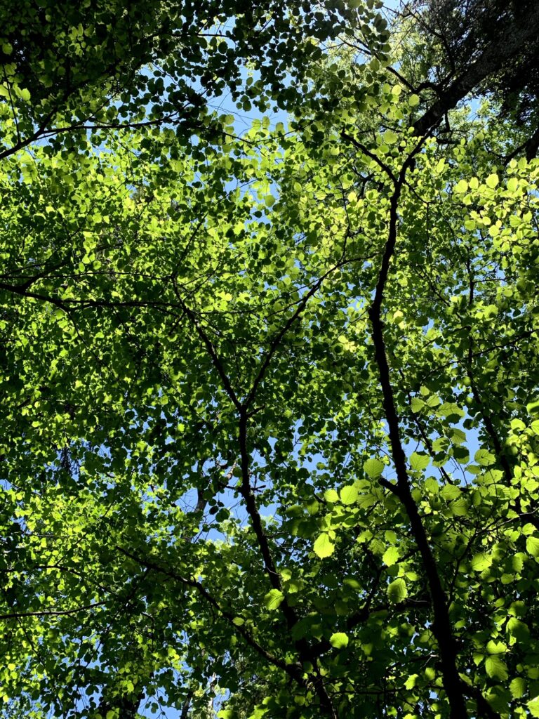 Blick durch grüne Baumkronen im Wald bei Thun während der Glütschbach Wanderung