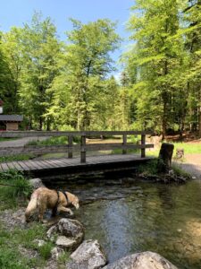 Holzbrücke über den Glütschbach bei Thun mit Hund am Wasser und Grillstelle im Hintergrund