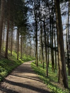 Waldweg am Belpberg mit Bärlauch entlang des Weges und stimmungsvoller Frühlingssonne