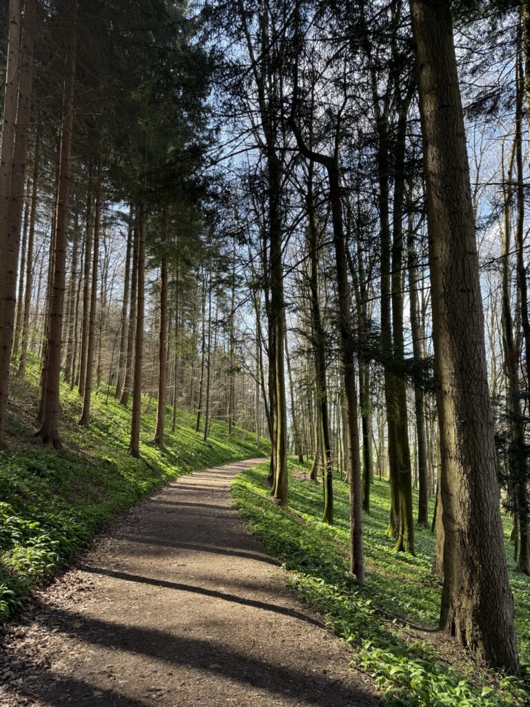Waldweg am Belpberg mit Bärlauch entlang des Weges und stimmungsvoller Frühlingssonne

