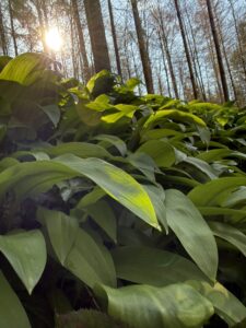Frischer Bärlauch im Wald am Belpberg mit Sonnenlicht zwischen hohen Bäumen im Frühling