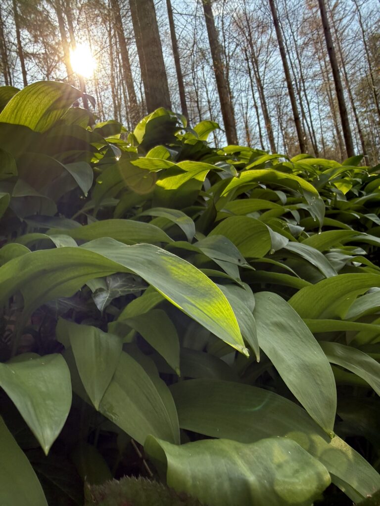 Frischer Bärlauch im Wald am Belpberg mit Sonnenlicht zwischen hohen Bäumen im Frühling