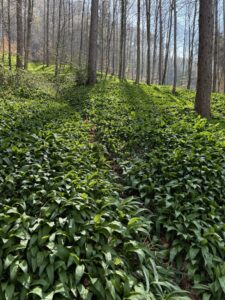 Grüner Bärlauchwald am Belpberg im Frühling mit dichtem Blättermeer zwischen Bäumen