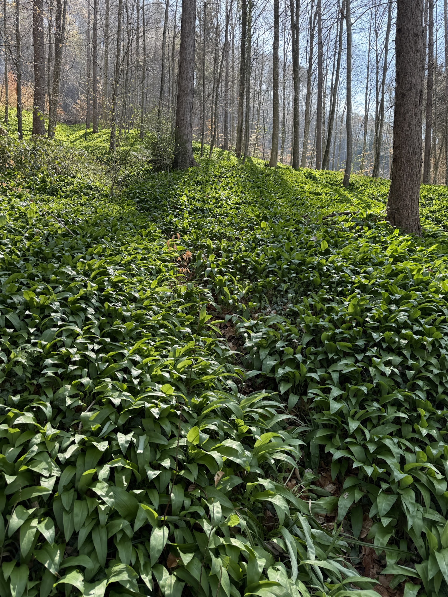 Grüner Bärlauchwald am Belpberg im Frühling mit dichtem Blättermeer zwischen Bäumen