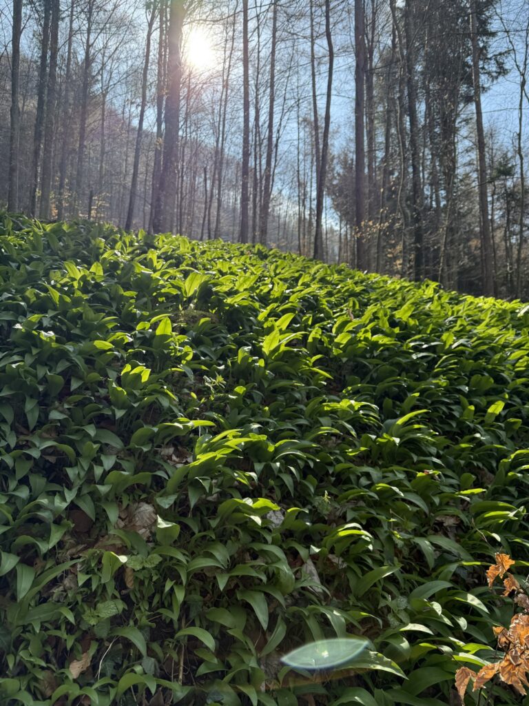 Grosser Bärlauchteppich im Wald am Belpberg mit Sonnenlicht im Frühling
