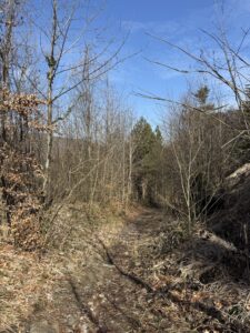 Schmaler Naturweg durch lichten Frühlingswald am Belpberg bei Bern