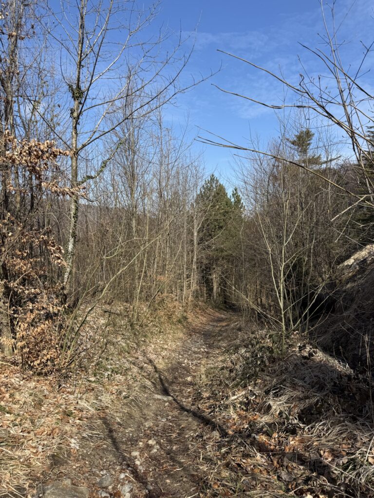 Schmaler Naturweg durch lichten Frühlingswald am Belpberg bei Bern