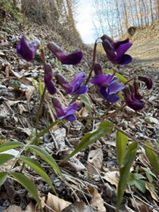 Lila Frühlingsblumen am Wegesrand auf der Wanderung am Belpberg bei Bern