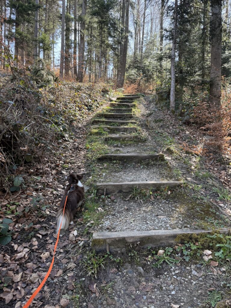 Hund Nuo vor Holzstufen auf dem Wanderweg am Belpberg im Frühlingswald