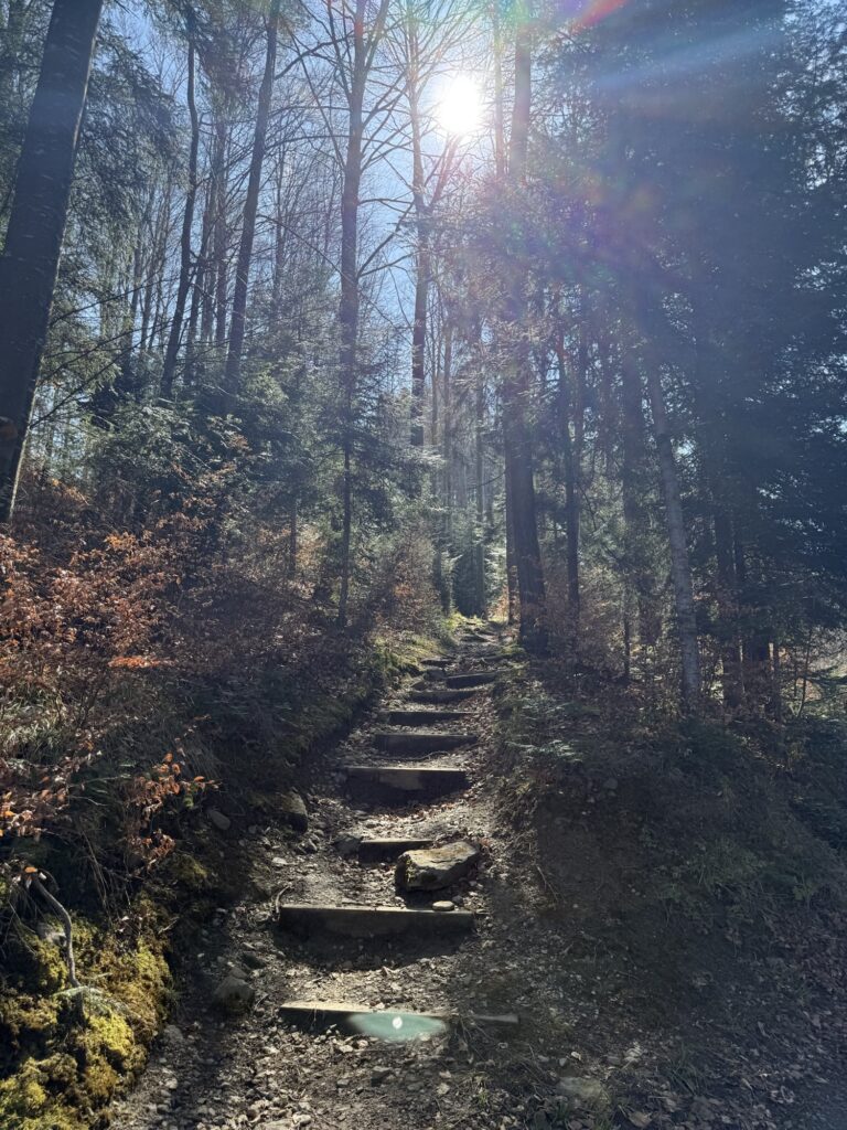 Treppenweg durch den Wald am Belpberg mit Sonnenlicht und naturbelassenem Wanderpfad