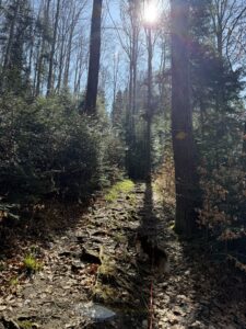 Hund Nuo auf schattigem Waldweg am Belpberg zwischen hohen Bäumen und Sonnenstrahlen