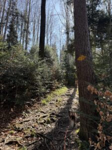 Waldpfad am Belpberg mit Wegmarkierung und Hund Nuo auf wurzeligem Wanderweg