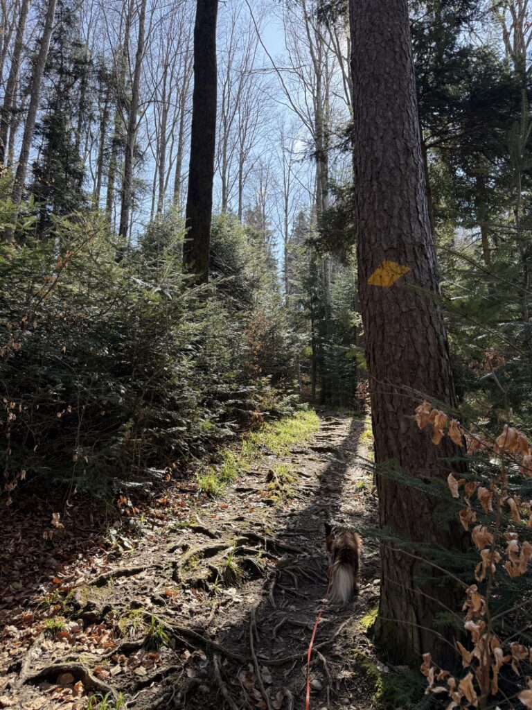 Waldpfad am Belpberg mit Wegmarkierung und Hund Nuo auf wurzeligem Wanderweg