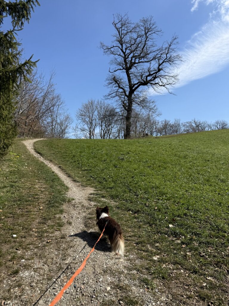 Hund Nuo auf Frühlingswanderung am Belpberg auf schmalem Naturweg im Grünen

