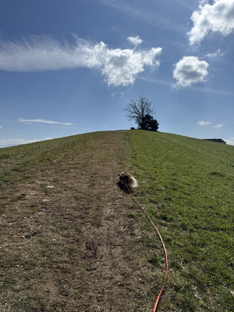 Hund Nuo auf dem Wanderweg zum Belpberg mit Aussicht und blauem Himmel