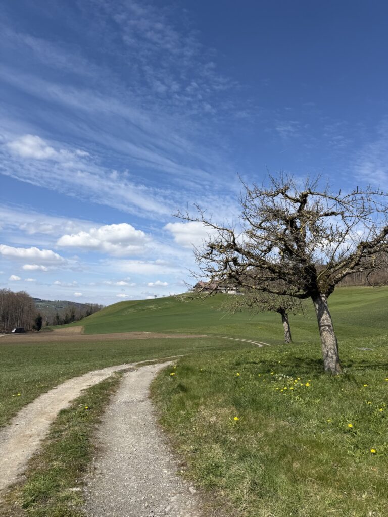 Naturweg durch offene Wiesen auf dem Belpberg bei Bern mit blauem Frühlingshimmel