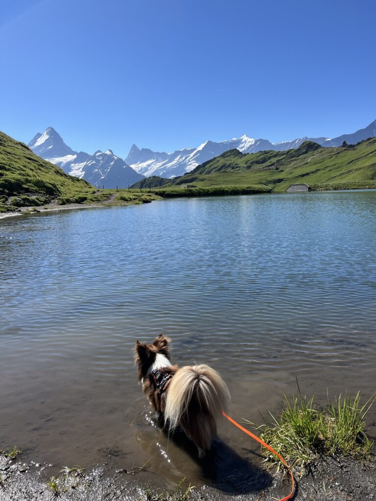 Nuo steht zur Abkühlung in einem Bergsee vor alpiner Bergkulisse und schneebedeckten Gipfeln in der Schweiz