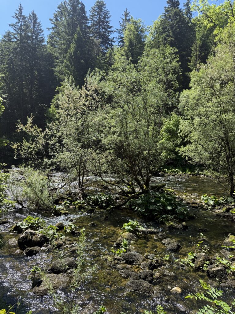 Ruhiger Abschnitt der Areuse mit klarem Wasser und üppiger Vegetation entlang der Wanderroute.