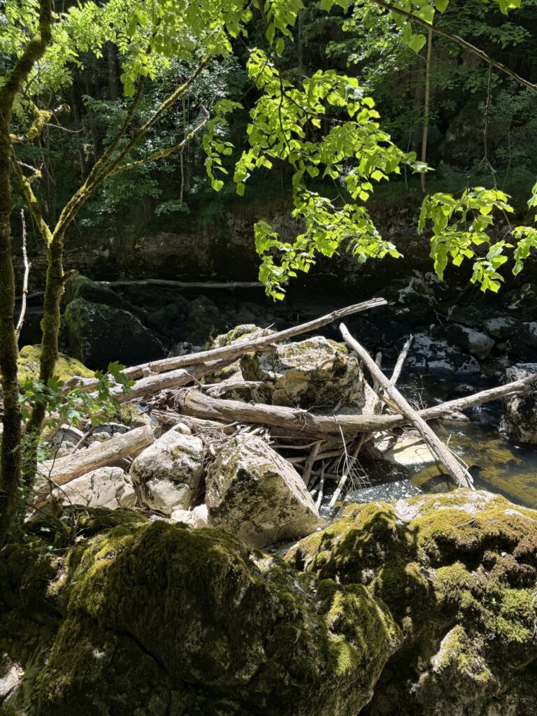 Treibholz an der Areuse