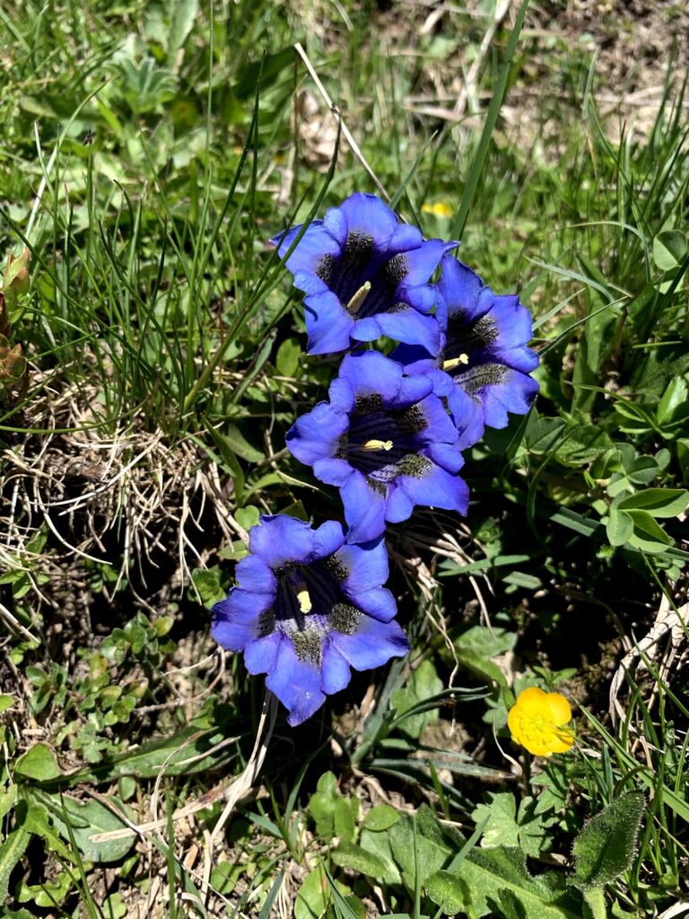 Blauer Enzian am Wanderweg im Diemtigtal