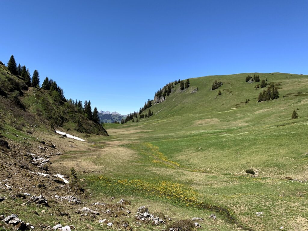 Offene Alpweiden im Diemtigtal