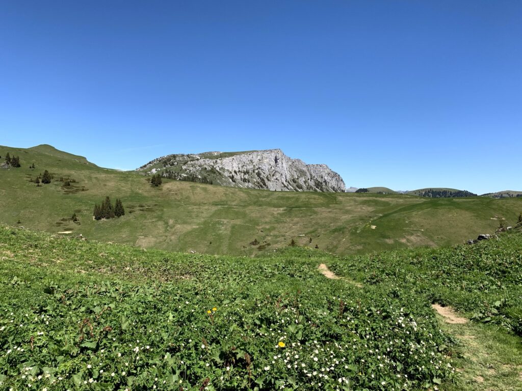 Wanderweg durch blühende Alpwiesen